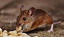 24 Hour & Emergency Exterminators in Follett Books Corp, IL
